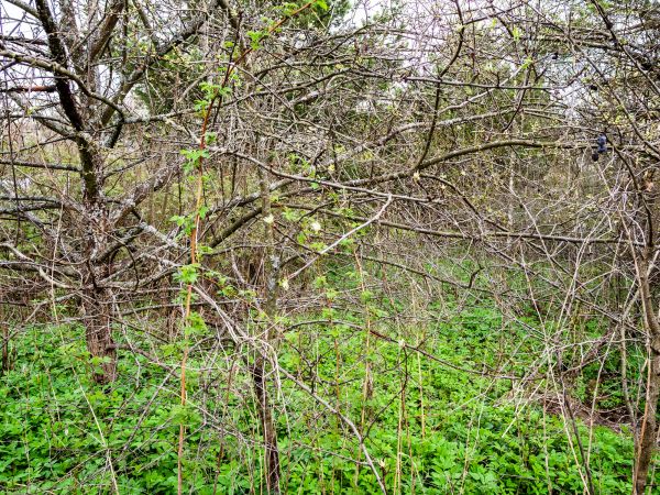 Underbrush Clearing in Santa Maria