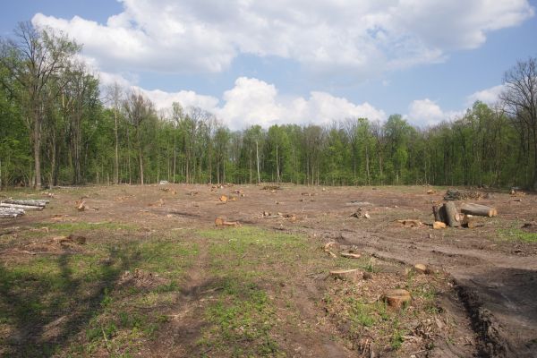 Cost of Pasture Clearing in Santa Maria