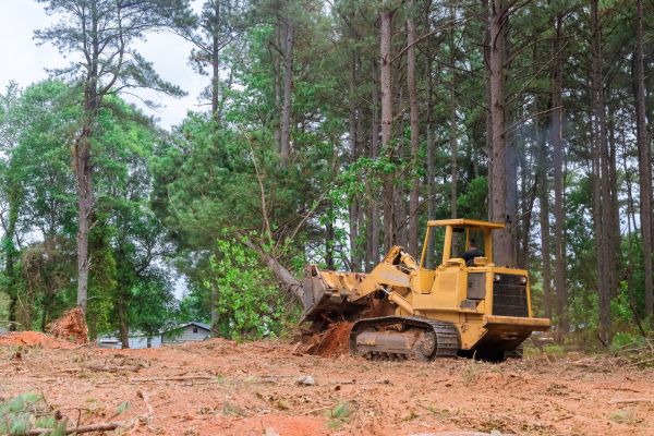 Forest Thinning in Santa Maria