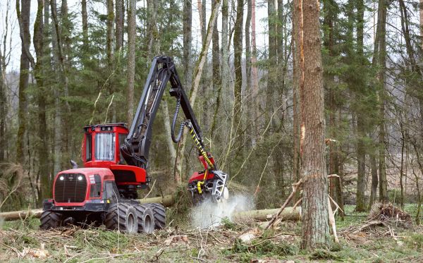 Cost of Forest Clearance Service in Santa Maria