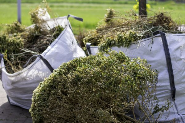 Cost of Bushes Clearing in Santa Maria