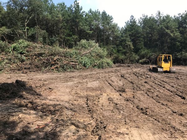 Cost of Thicket Clearing in Santa Maria